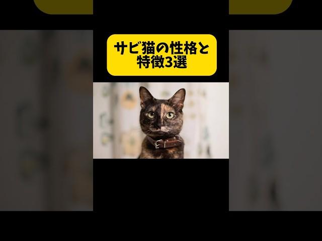 サビ猫の性格と特徴3選