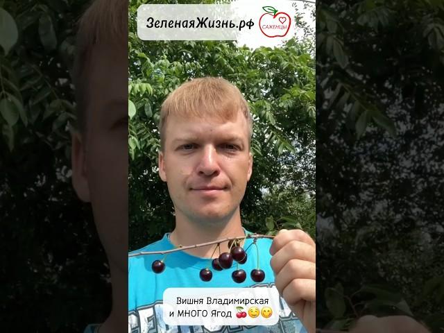 Вишня цветет, а ягод нет?? Вот что нужно сделать!