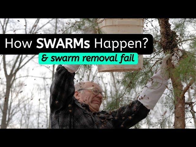 Beekeeping for Beginners | Swarm of Bees - Everything You NEED to know when first starting out!