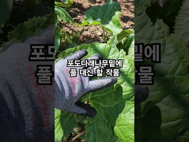 풀대신키우는 작물 #주말농사 #farming #나물 #garden #산나물 #작물