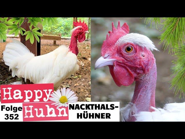 One of the worlds oldest chicken breeds: Naked Neck chickens - Portrait with English subtitles -