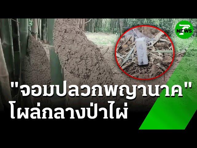"จอมปลวกพญานาค" โผล่กลางป่าไผ่ | 13 มิ.ย. 68 | ห้องข่าวหัวเขียว