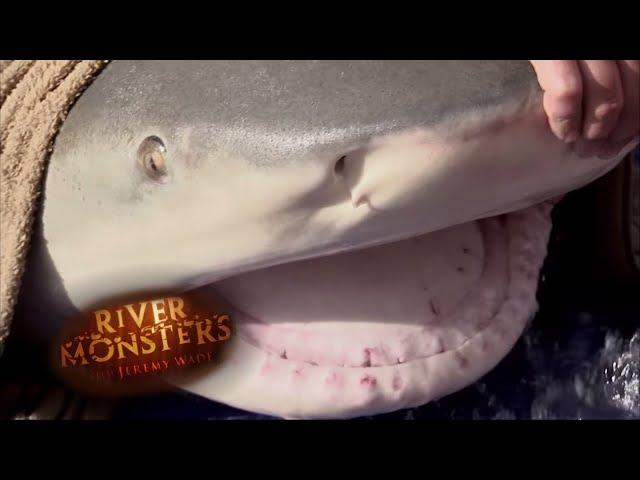 Jeremy Catches One Of The Largest Bull Sharks Ever Caught | SHARK | River Monsters