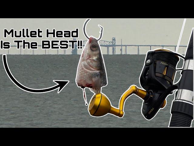 Saltwater Fishing With Cut MULLET!