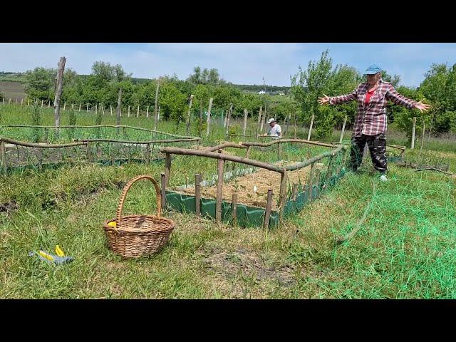 ДАЧА 3-24/COUNTRY LIFE-Спасаем клубнику от фазанов, сделали дверь и пол/Saving berries from pheasant