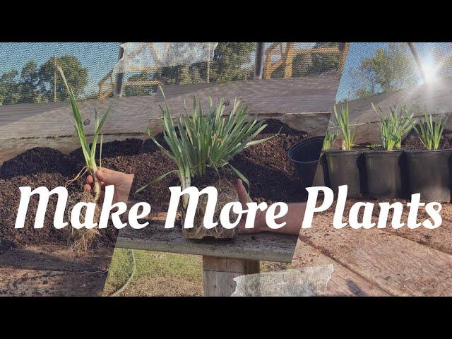 Plant Multiplication - Making FREE Plants for maximum profits in your nursery // Propagating Allium