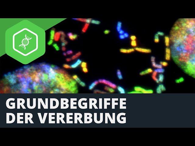 Grundbegriffe der Vererbung