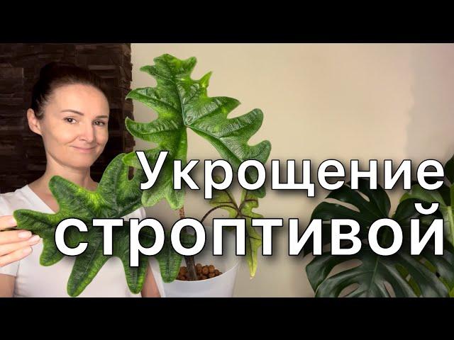 Пересадка Алоказии Жаклин в КЕРАМЗИТ / Alocasia Jacklyn. Новинка!