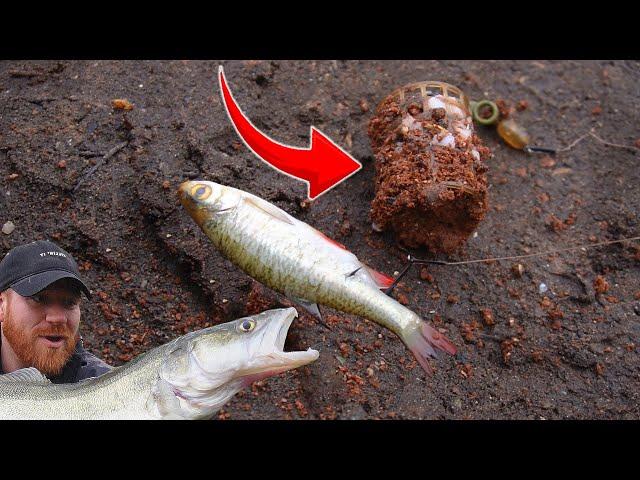 I Caught SO MANY Vampire Fish From The Carp Lake W/This Rig!