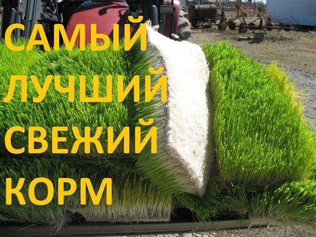 Разведение червей. Самый лучший свежий корм для червей.  Вермикомпост Дождевые черви Вермитехнологии