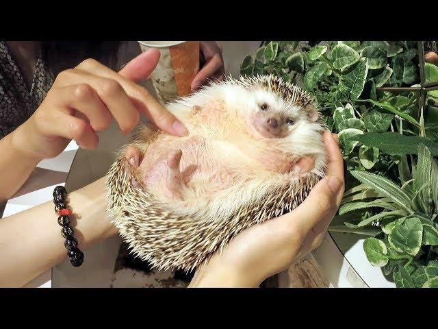 World's Fattest Hedgehog - Incredible!