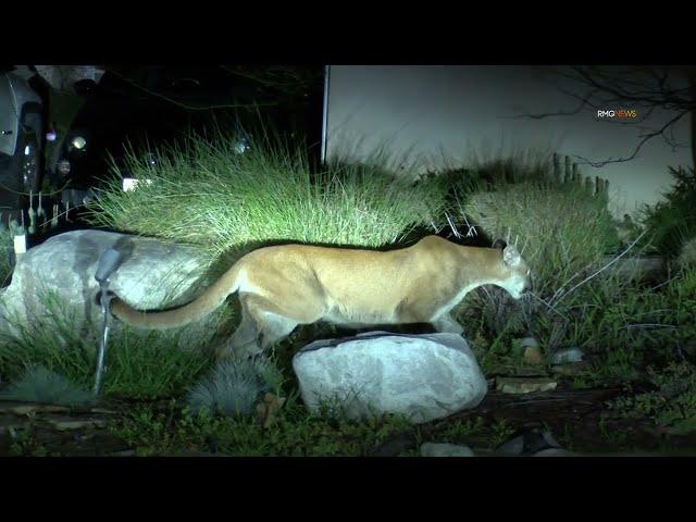 Sierra Madre, CA: Large Mountain Lion seen prowling around the neighborhood just before 1am.