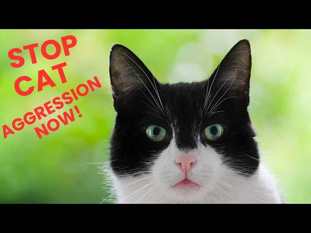 How to Deal With Territorial Cats||Dealing with Territorial Aggression in Cats: Tips & Tricks