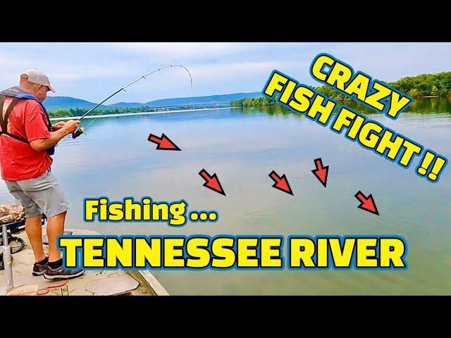 FISHING the TENNESSEE RIVER using BIG MINNOWS as BAIT !!