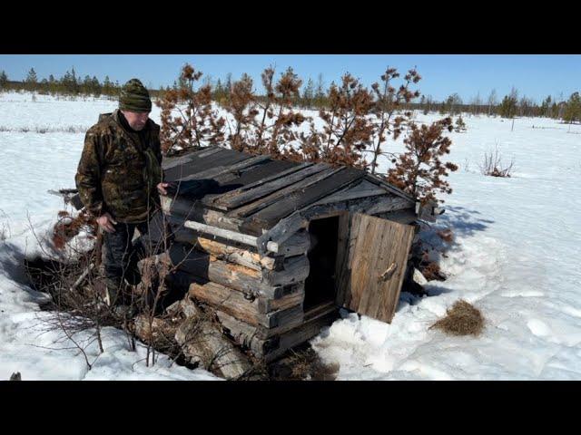 Ходили на болото, почистил скрадок. Видели гусей, пуночки летают.