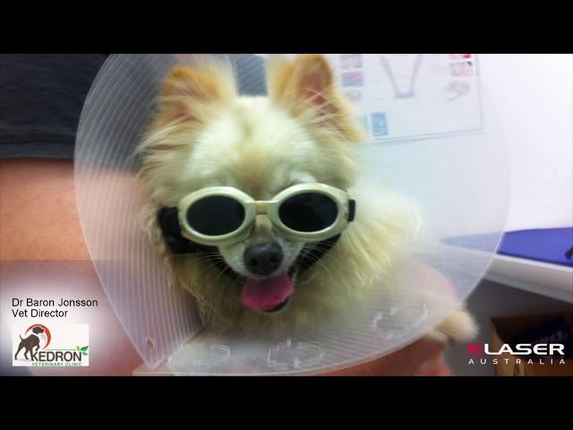 K-Laser Australia - Kedron Vet Surgery Brisbane - Laser Therapy