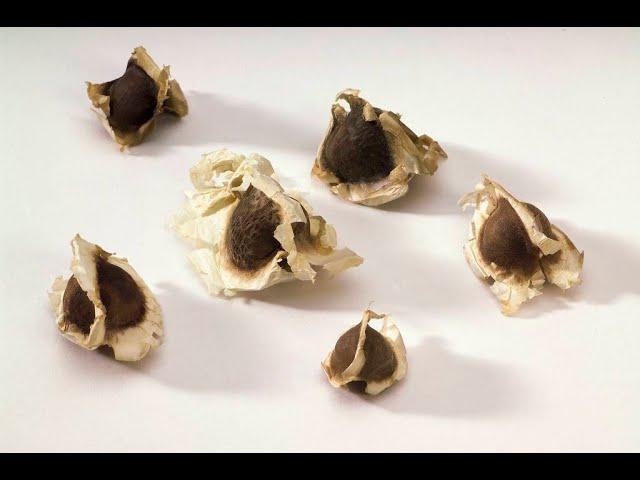 How To Eat Moringa Seeds moringa oleifera