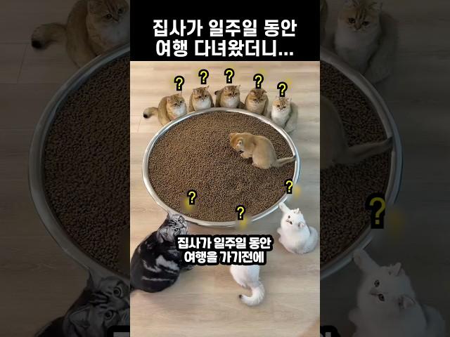 집사가 일주일 동안 여행 다녀왔더니...