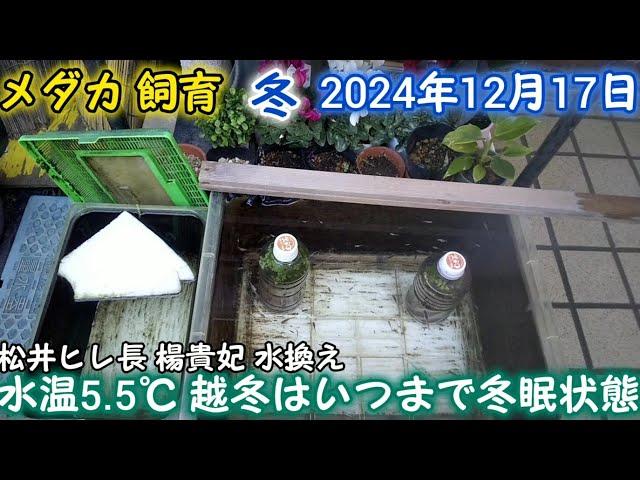 メダカ 冬 屋外 12月17日 越冬いつまで冬眠状態 水温5.5℃ めだか 飼育 水換え 餌やり 冬越し 玄関屋内 加温