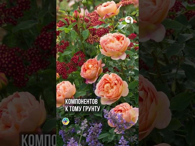 Лучший грунт для выращивания Роз #розы