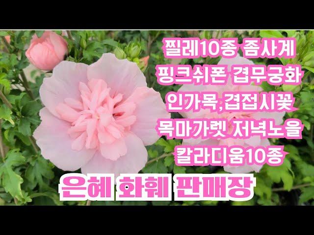 은혜화훼판매장4K영상택배주문010 2651 4421#인가목(겹해당화)#찔레10종 좀사계,삼색,골든,밍키,카멜레온#무궁화핑크쉬폰#겹접시꽃#목마가렛저녁노을#고려담쟁이#칼라디움10