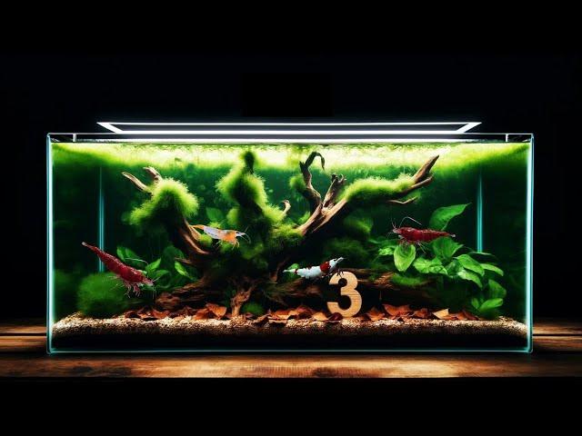 3 Things Every Shrimp Tank Needs