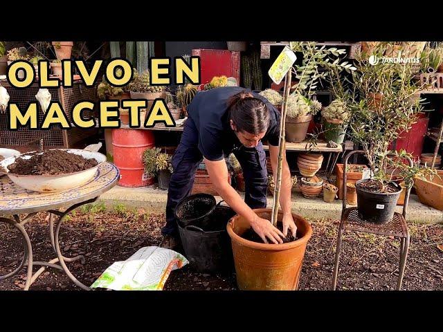 Necesidades del OLIVO en MACETA: Cuidados básicos / Jardinatis