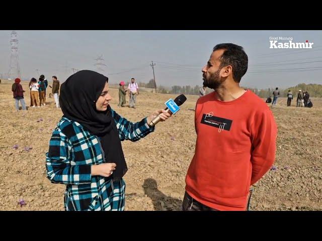 Watch | Harvest season for Pampore's saffron farmers