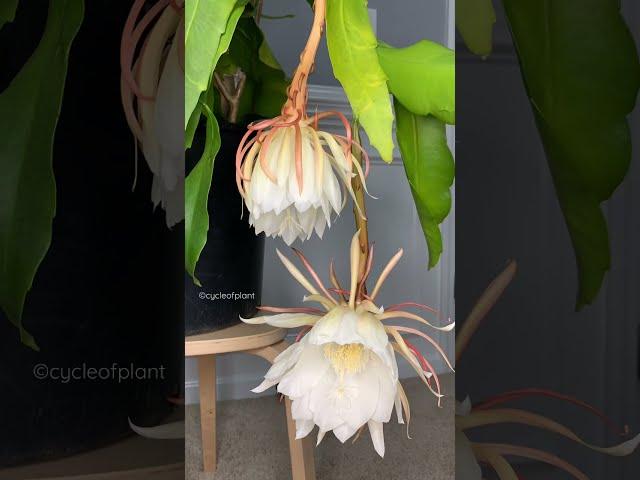 Beautiful Queen of the night blooms | Brahma Kamal Flowers