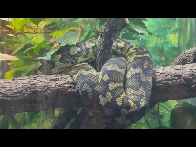 Snake in the Florida zoo// different colors snake 