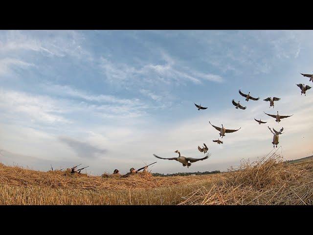 They Didn't See Us.. UNREAL OAT FIELD HIDE!!