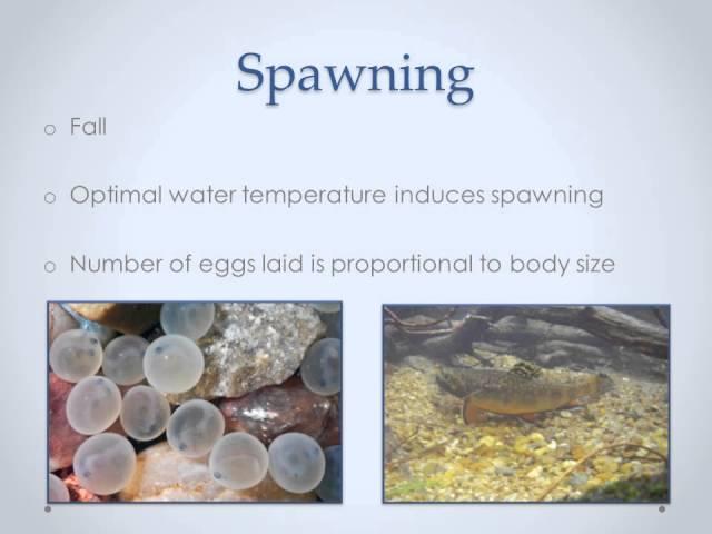 Brook Trout Conservation Video