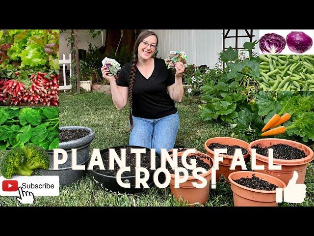 Planting Fall Crops In Containers!!!
