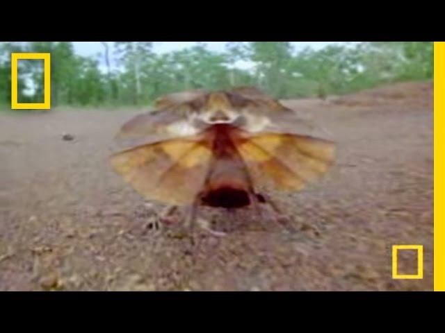 Freaky Lizard | National Geographic