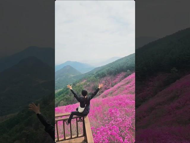 천주산 진달래가 피크라는말에 냉큼 달려갔다왔어요#천주산 #진달래 #천주산진달래 #진달래실시간 #국내여행 #등산 #등산스타그램 #진달래축제 #유비글 #여행기록 #올해첫등산