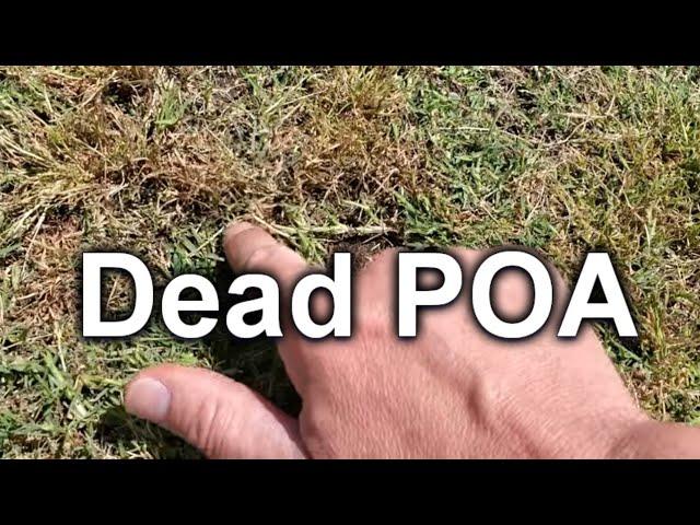 After Killing Poa Annua + Kikuyu & Leveling Updates