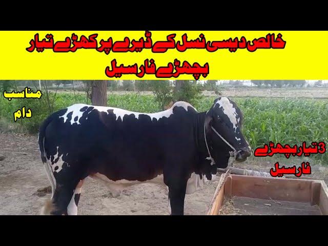 Pure Dhani Bulls For Sale Latest Rates updates by Chachh ke Rang Channel