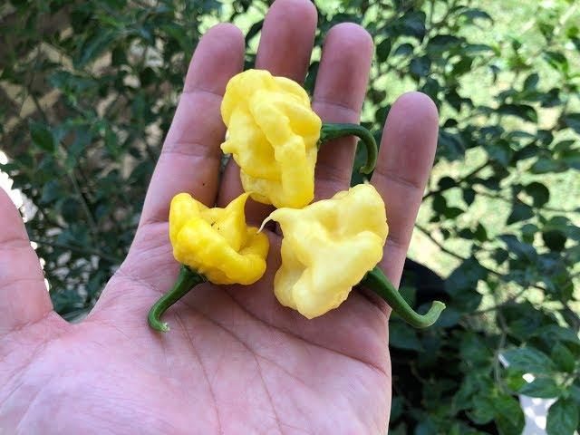 What's That Pepper Ep60 - KS Lemon StarrBurst