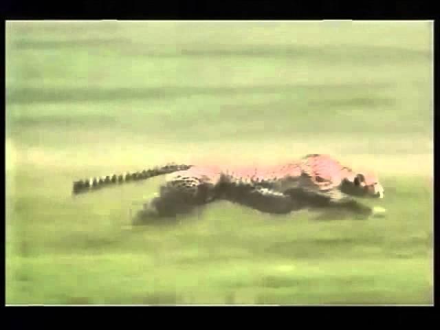 cheetah speed