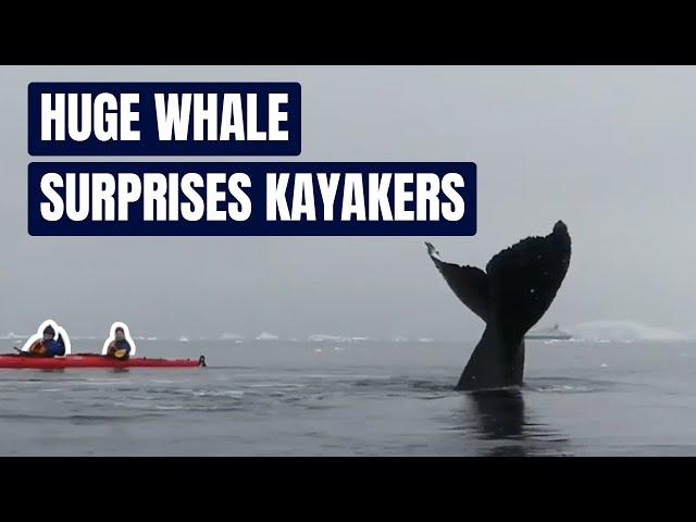 Huge Whale Surprises Kayakers | Paddling Magazine