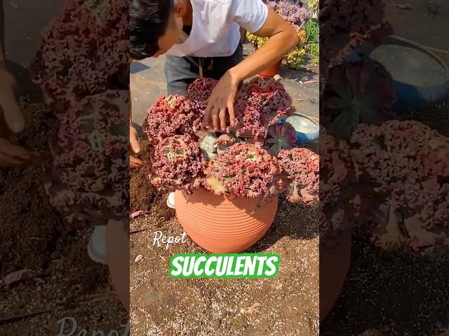 Succulent plants care tips: How to repot succulents #suculentas