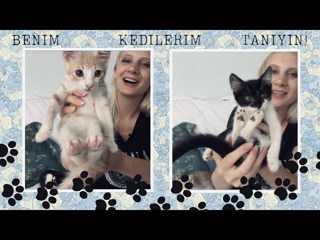 American Speaking Turkish || Meet my Turkish cats!