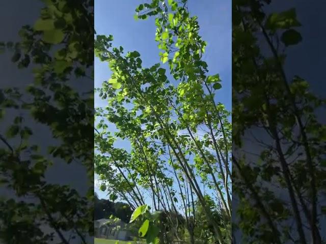 Pakistan Mulberry Tree A Must Have...Central Florida zone 9B 8-13-22