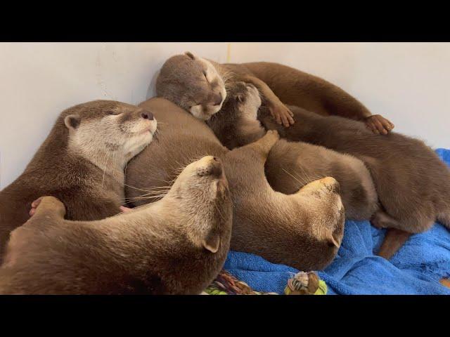 カワウソ家族のお昼寝タイムOtter Family Nap Time