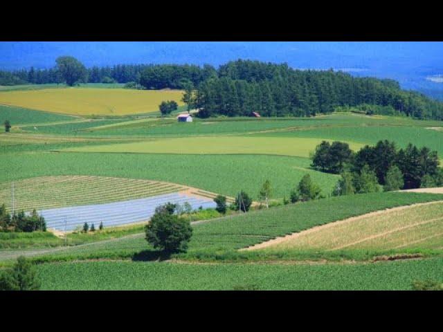 【4K】Patchwork Road in Biei, Kamikawa, Hokkaidō, Japan【パッチワークの路/美瑛/上川/北海道/日本】