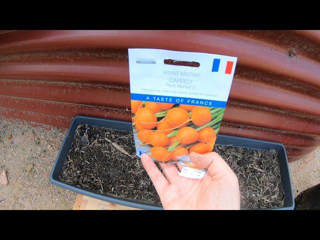 Sowing Paris Market carrots in a container