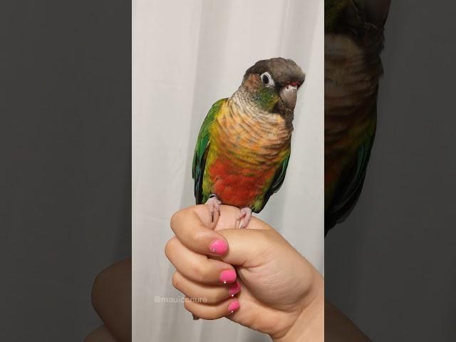 Talking Green Cheek Conure | Small Parrot Say His Name and Night Night