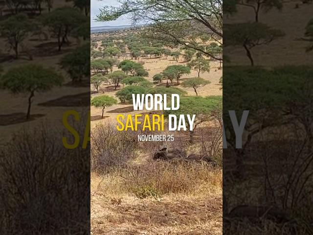 #worldsafariday #safariexperience #tanzania #tanzaniasafari