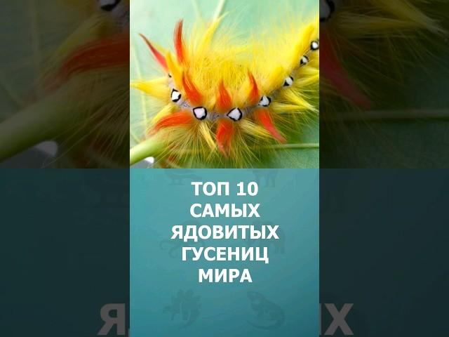 Топ-10 самых ядовитых гусениц в мире #шорт #шортс #топ10 #гусеница #ядовитые #животные #комарик