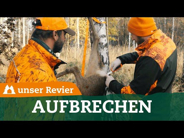 Rehwild hängend aufbrechen | Wild auf Drückjagd versorgen | unser Revier | #50